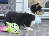 Cyrus-Fluffy AKC, a male Pembroke Welsh Corgi for sale in Moravia, IA – 3 of 4