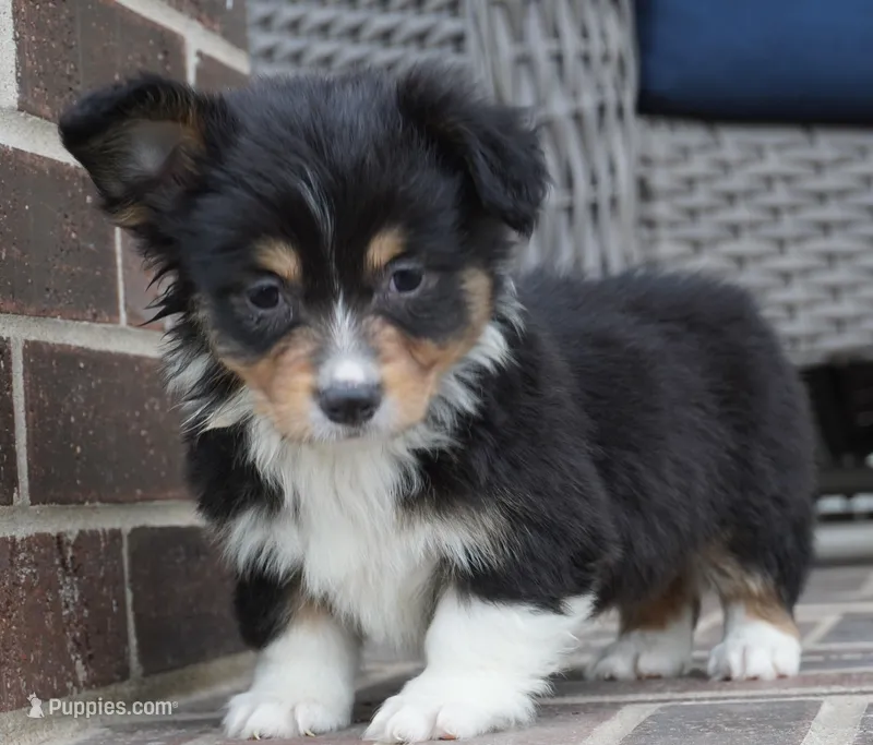 Cyrus-Fluffy AKC – Pembroke Welsh Corgi puppy for sale in Moravia, IA