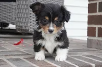 Cyrus-Fluffy AKC, a male Pembroke Welsh Corgi for sale in Moravia, IA – Photo 2 of 8