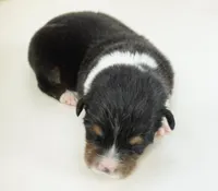 Cyrus-Fluffy AKC, a male Pembroke Welsh Corgi for sale in Moravia, IA – Photo 1 of 2