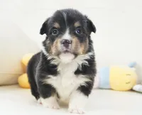 Cyrus-Fluffy AKC, a male Pembroke Welsh Corgi for sale in Moravia, IA – Photo 5 of 8