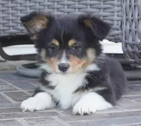 Cyrus-Fluffy AKC, a male Pembroke Welsh Corgi for sale in Moravia, IA – 4 of 4