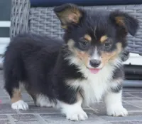Cyrus-Fluffy AKC, a male Pembroke Welsh Corgi for sale in Moravia, IA – 2 of 4