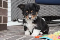 Cyrus-Fluffy AKC, a male Pembroke Welsh Corgi for sale in Moravia, IA – Photo 3 of 8