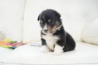 Cyrus-Fluffy AKC, a male Pembroke Welsh Corgi for sale in Moravia, IA – Photo 8 of 8