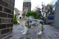 Dawson, a male Pembroke Welsh Corgi for sale in Moravia, IA – 1 of 9