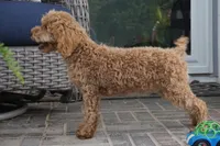 Eli, a male Poodle - Toy  for sale in Moravia, IA – 3 of 4