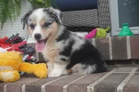 Decklin, a male Pembroke Welsh Corgi for sale in Moravia, IA – 4 of 4