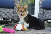 Clyde-AKC Fluffy, a male Pembroke Welsh Corgi for sale in Moravia, IA – 4 of 8