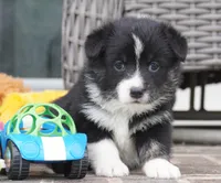 Cessna-Corgipoo, a female Pembroke Welsh Corgi and Poodle - Toy  for sale in Moravia, IA – 2 of 3