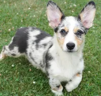 Decklin, a male Pembroke Welsh Corgi for sale in Moravia, IA – 6 of 8