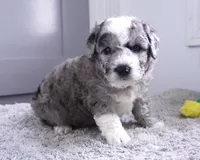 Orange Blossom, a male Sheepadoodle for sale in Moravia, IA – 2 of 2