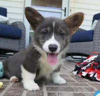 Duke, a male Pembroke Welsh Corgi for sale in Moravia, IA – 2 of 8