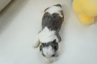 port-mini, a male Sheepadoodle for sale in Moravia, IA – Photo 4 of 4