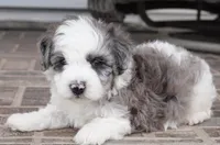 port-mini, a male Sheepadoodle for sale in Moravia, IA – Photo 2 of 8