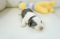 port-mini, a male Sheepadoodle for sale in Moravia, IA – Photo 3 of 4