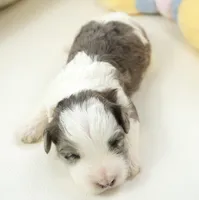 port-mini, a male Sheepadoodle for sale in Moravia, IA – Photo 2 of 4