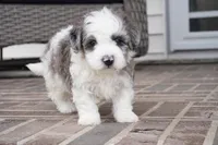 port-mini, a male Sheepadoodle for sale in Moravia, IA – Photo 4 of 8