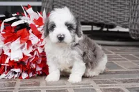 port-mini, a male Sheepadoodle for sale in Moravia, IA – Photo 3 of 8