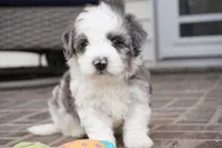 port-mini, a male Sheepadoodle for sale in Moravia, IA – Photo 1 of 8