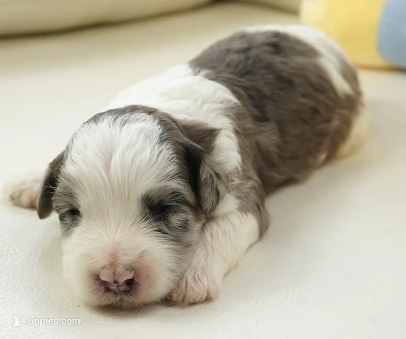 port-mini – Sheepadoodle puppy for sale in Moravia, IA