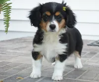Posey, a female Pembroke Welsh Corgi and Cavalier King Charles Spaniel for sale in Moravia, IA – 1 of 8