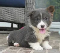 Duke, a male Pembroke Welsh Corgi for sale in Moravia, IA – 4 of 4
