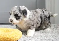 Seaberry Delight, a female Sheepadoodle for sale in Moravia, IA – 2 of 2