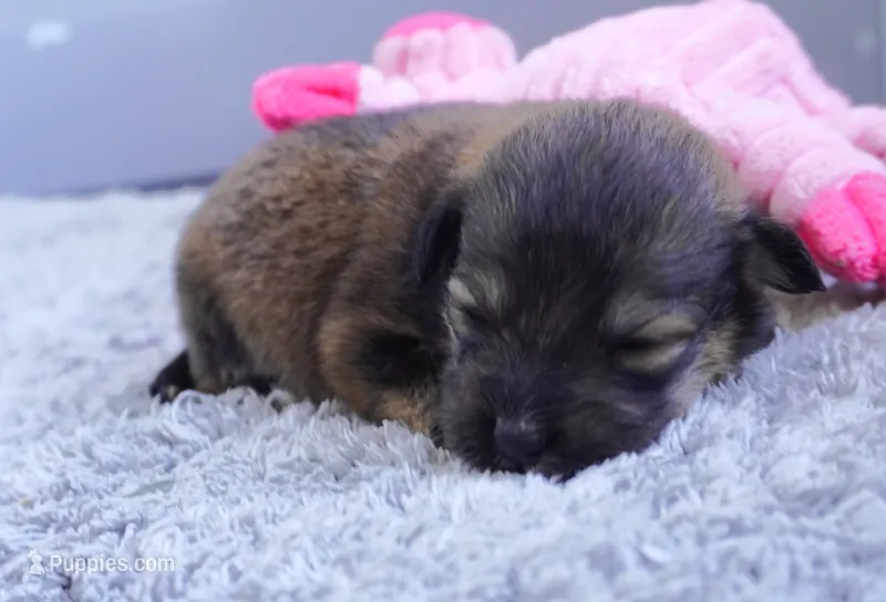 Gia-Corgipoo – Pembroke Welsh Corgi, Poodle - Miniature  puppy for sale in Moravia, IA