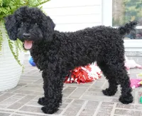Emmit, a male Poodle - Miniature  for sale in Moravia, IA – 4 of 8