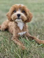Teagan, a female Cavapoo for sale in Moravia, IA – 7 of 10