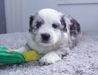 Ginger Snap, a male Sheepadoodle for sale in Moravia, IA – 2 of 2