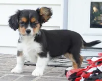 Poppy, a female Pembroke Welsh Corgi and Cavalier King Charles Spaniel for sale in Moravia, IA – 1 of 8
