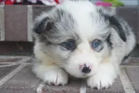 Danni Girl-fluffy, a female Pembroke Welsh Corgi for sale in Moravia, IA – 3 of 9