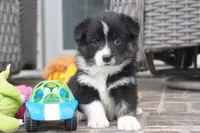 Cessna-Corgipoo, a female Pembroke Welsh Corgi and Poodle - Toy  for sale in Moravia, IA – 1 of 3