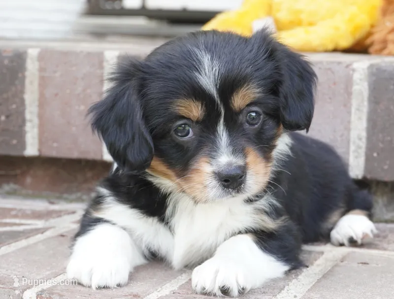Palmer-Cavacorgi – Pembroke Welsh Corgi, Cavalier King Charles Spaniel puppy for sale in Moravia, IA