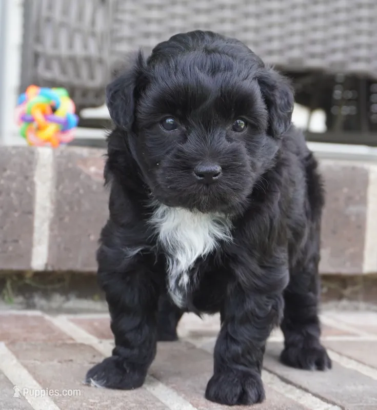 Crockette-Toy – Miniature Aussiedoodle puppy for sale in Moravia, IA