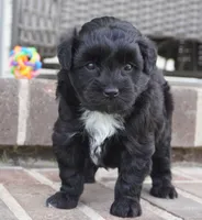 Crockette-Toy, a male Miniature Aussiedoodle for sale in Moravia, IA – 1 of 4