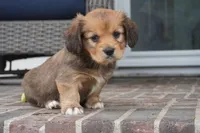 Sierra-Cavacorgi, a female Pembroke Welsh Corgi and Cavalier King Charles Spaniel for sale in Moravia, IA – 5 of 5