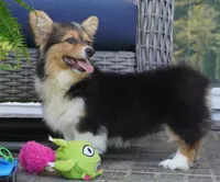 Cherry-AKC Fluffy, a female Pembroke Welsh Corgi for sale in Moravia, IA – 3 of 8