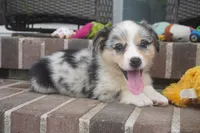 Decklin, a male Pembroke Welsh Corgi for sale in Moravia, IA – 3 of 4