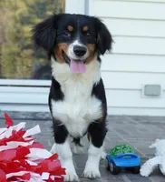 Palmer-Cavacorgi, a female Pembroke Welsh Corgi and Cavalier King Charles Spaniel for sale in Moravia, IA – 3 of 8