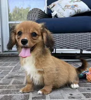Spencer-Cavacorgi, a male Pembroke Welsh Corgi and Cavalier King Charles Spaniel for sale in Moravia, IA – 2 of 7