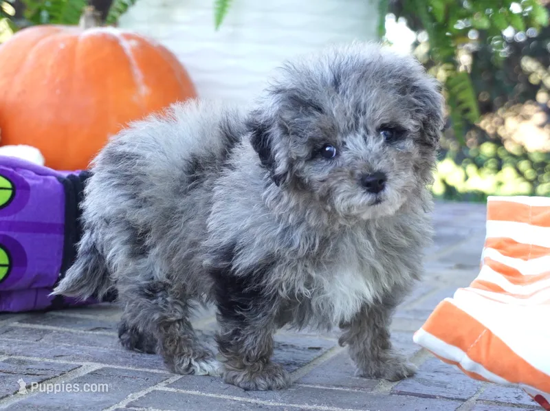 Peanut-Mini F1b – Sheepadoodle puppy for sale in Moravia, IA