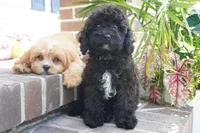 Talia, a female Cavapoo for sale in Moravia, IA – 3 of 4