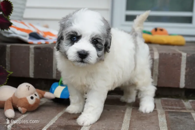 Punky Brewster-mini F1b – Sheepadoodle puppy for sale in Moravia, IA
