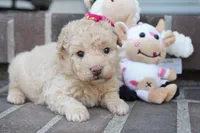 Stef, a female Poodle - Miniature  for sale in Moravia, IA – 3 of 4