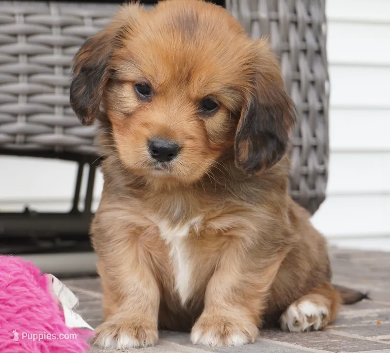 Simon-Cavacorgi – Pembroke Welsh Corgi, Cavalier King Charles Spaniel puppy for sale in Moravia, IA