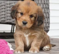 Simon-Cavacorgi, a male Pembroke Welsh Corgi and Cavalier King Charles Spaniel for sale in Moravia, IA – 1 of 5