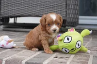 Teagan, a female Cavapoo for sale in Moravia, IA – 4 of 4